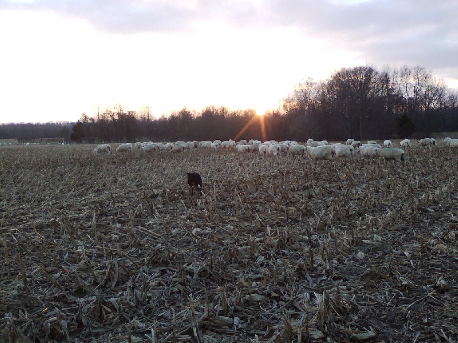 scott sheep corn field